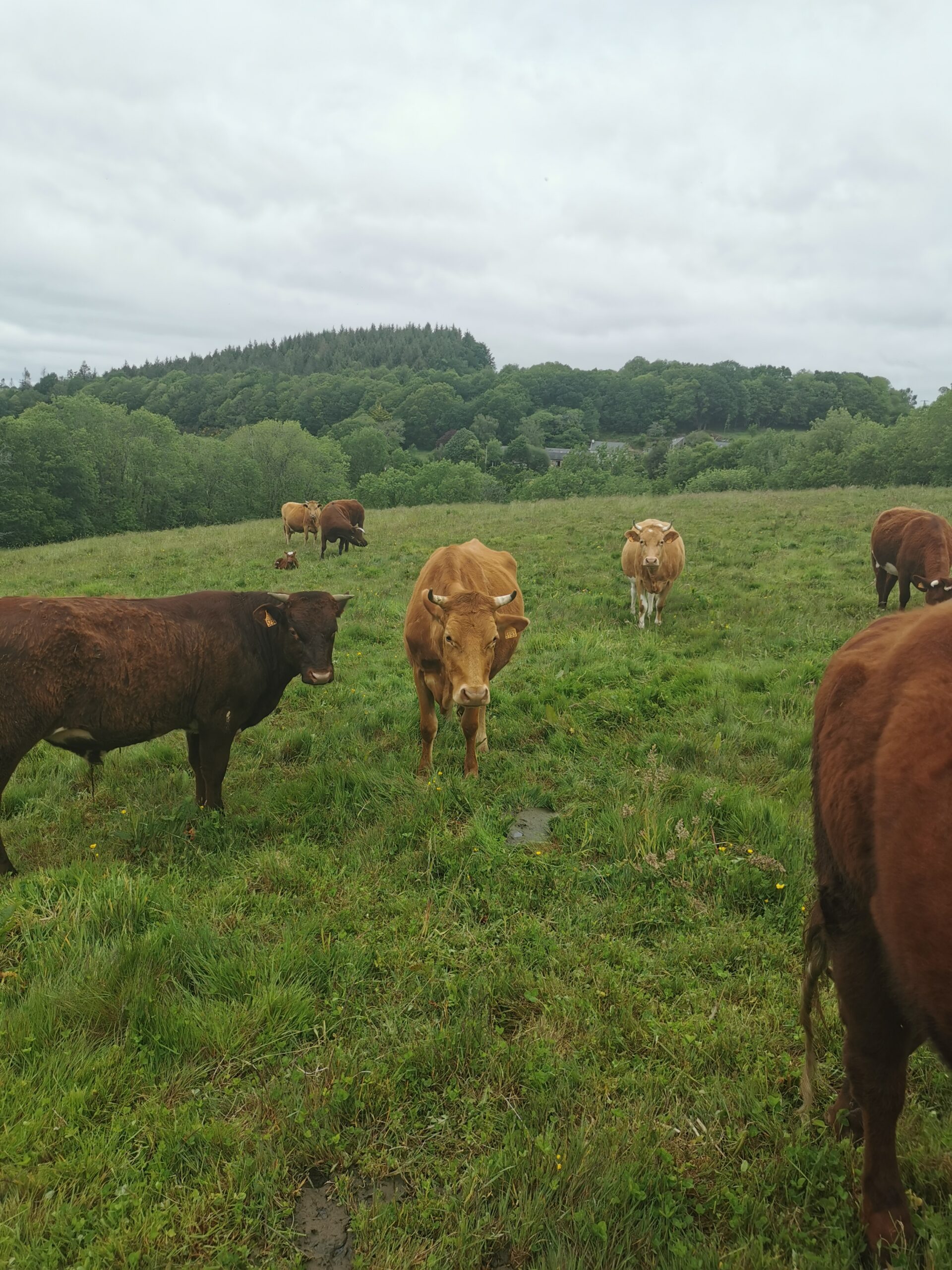 Ferme Kerangueven 2 1