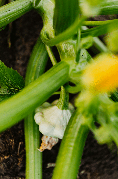 Semis de courges