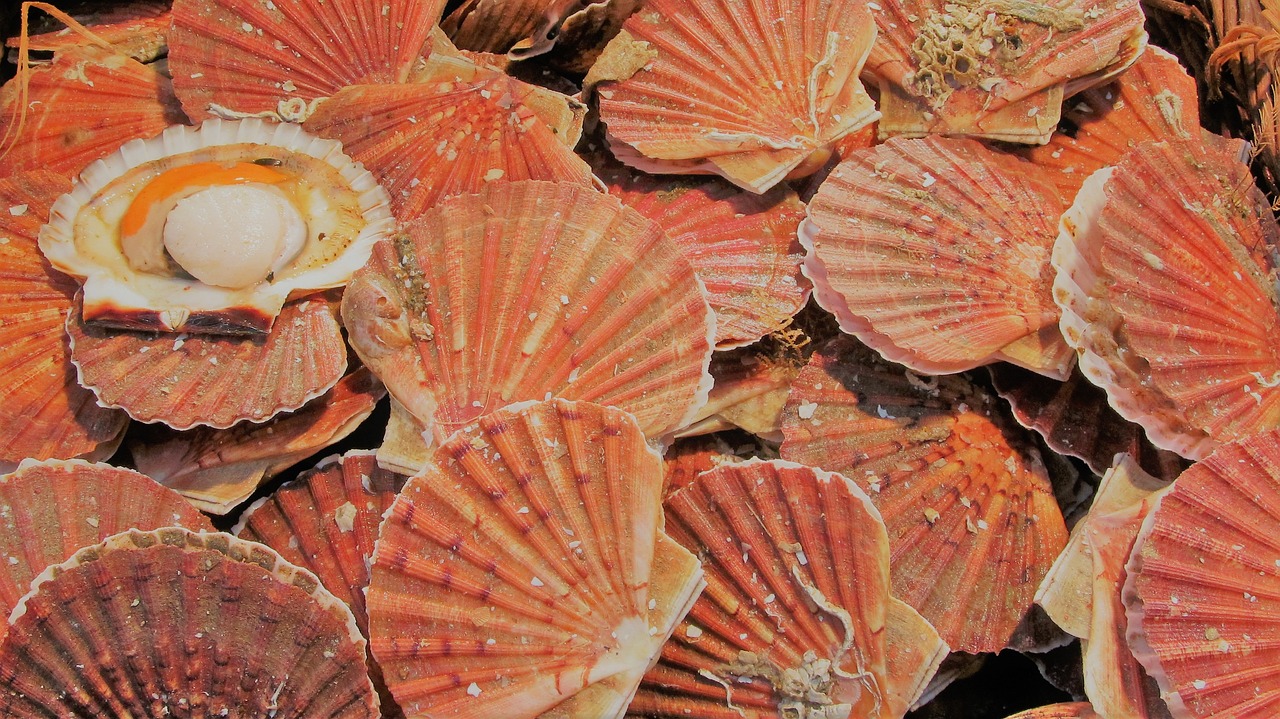 coquilles saint jacques 2681146 1280